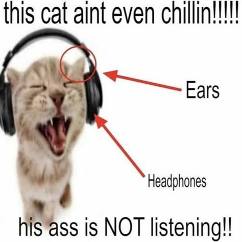 Rattus Rattus, Goofy Cats, Silly Kitties, Not Listening, Silly Cats Pictures, Silly Images, Silly Goofy, Silly Animals, Goofy Ahh