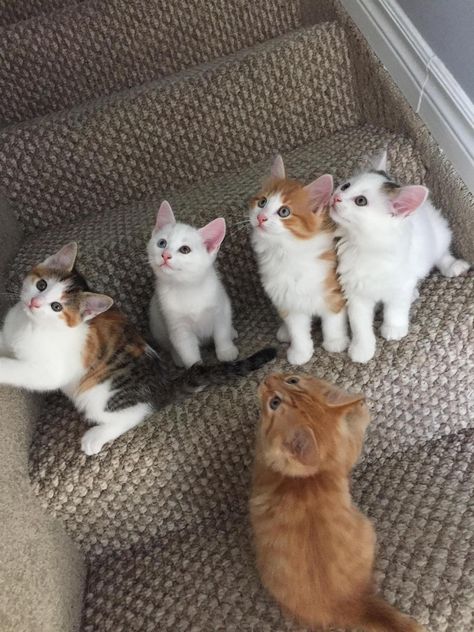 After 7 weeks of fostering these kittens, my gf and her roommates are having to say goodbye. 7 Cats Together, 4 Kittens, 2 Kittens, 3 Kittens, 4 Cats, Puppies And Kitties, Cute Kitties, Kittens And Puppies, Cute Cats And Kittens