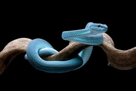 Foto una serpiente azul en una rama | Premium Photo #Freepik #photo #serpiente-cobra #serpiente #boa #cabeza-serpiente Premium Photo, Ramen, Animals