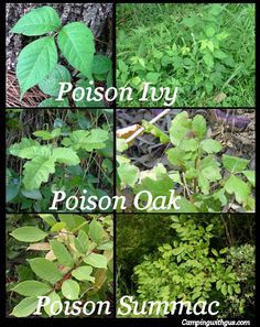 Identify Poison Ivy, Poison Ivy Plants, Leaf Identification, Poison Oak, Camper Hacks, Survival Skills Life Hacks, Ivy Oak, Ivy Plants, Poisonous Plants