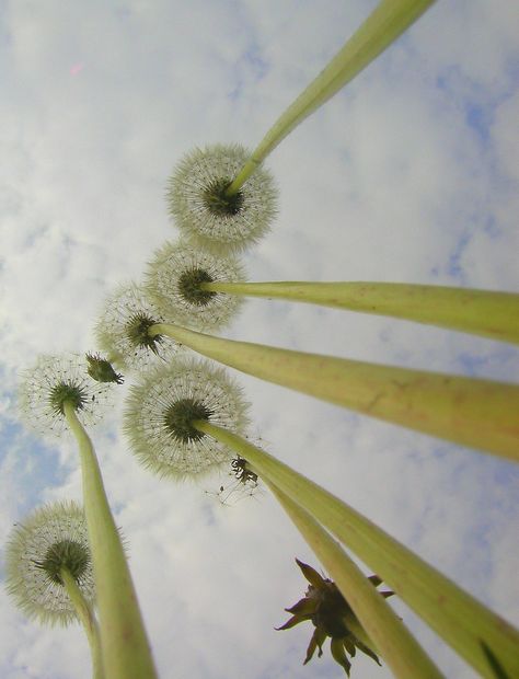 Insect View Perspective, Macro Photography Everyday Objects, Macro Fotografia, Interesting Angles, Worms Eye View, Dandelion Wishes, Perspective Photography, Foto Tips, Trik Fotografi