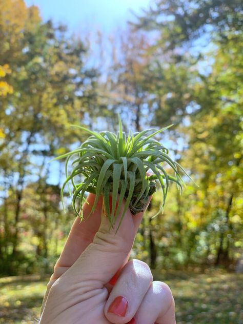 holding an air plant up in the sky in the sun. Rosemary Plant, Air Plants Care, Air Plant Display, Ivy Plants, Self Watering Planter, Sun And Water, Spider Plants, Unique Plants, Self Watering