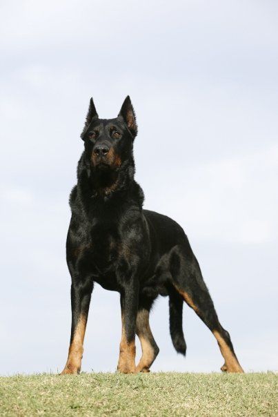 Most Expensive Dog, Rare Dogs, Expensive Dogs, Scary Dogs, Dog Best Friend, Purebred Dogs, Pretty Dogs, Wolf Dog, Guard Dogs