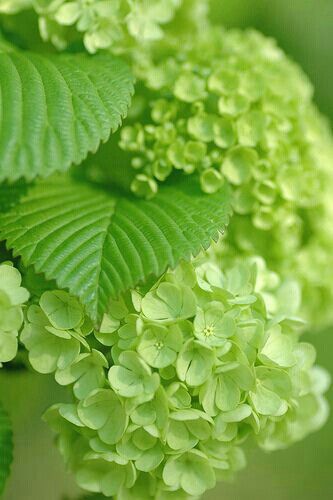 Hydrangea Roses Photography, Hydrangea Garden, Green Hydrangea, Simple Green, Garden Care, Green Nature, Garden Cottage, Spring Green, Color Of Life