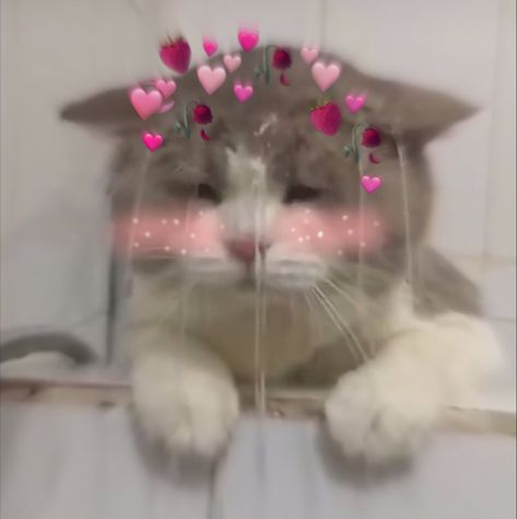 Cat Blushing Cute, Cat Blushing Reaction Pic, You Make Me Blush Reaction Pic, Blushing Reaction Pic Anime, Blush Reaction Pic, Blush Reaction, Blushing Reaction Pic, Cat Reaction Pics, Blushing Cat