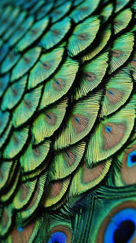 Peacock Images, Geometry In Nature, Motif Art Deco, Texture Inspiration, Peacock Art, Art Colorful, Throat Chakra, Abstract Photography, Natural Forms