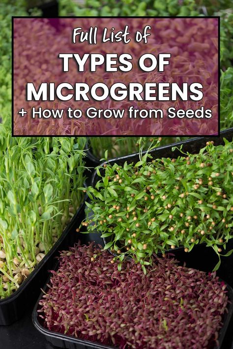 There are so many different types of microgreens; learn about all the variaties and how you can even grow them indoors! Micro Green Seeds, Types Of Microgreens, How To Grow Micro Greens, Growing Microgreens Indoors, Micro Greens Growing Indoors, Types Of Squash Summer, Microgreens Growing Indoor, Micro Greens Growing, Farming Knowledge