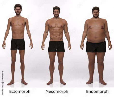 Body Types Endomorph, Male Body Types, Ectomorph Body, Type Illustration, Fat Man, Human Anatomy, Male Body, Body Types, Anatomy