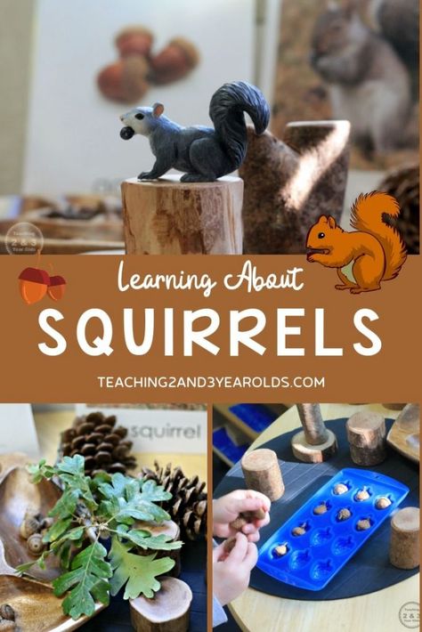 Want to add some preschool squirrel activities to your science area? Here are some easy ideas that encourage hands-on exploration! #squirrels #acorns #nature #science #fall #classroom #preschool #3yearolds #4yearolds #teaching2and3yearolds Squirrel Activities, Forest Animals Preschool, Science Table, Fall Activities For Toddlers, Science Area, Fall Science, Science For Toddlers, Fall Preschool Activities, Science Learning