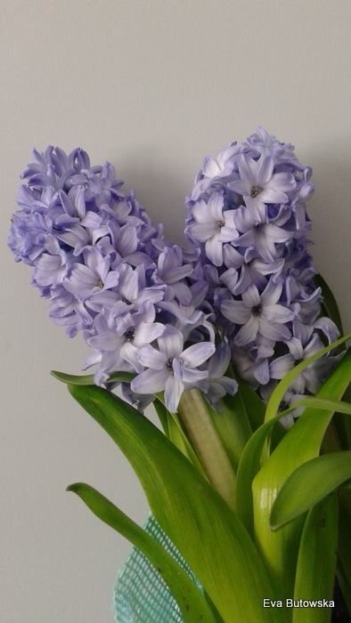 Purple Hyacinth Flower Aesthetic, Apollo Altar, Hyacinth Bouquet, Hyacinth Flower, Hyacinth Flowers, Love Rose Flower, Purple Hyacinth, Flower Language, Victorian Flowers