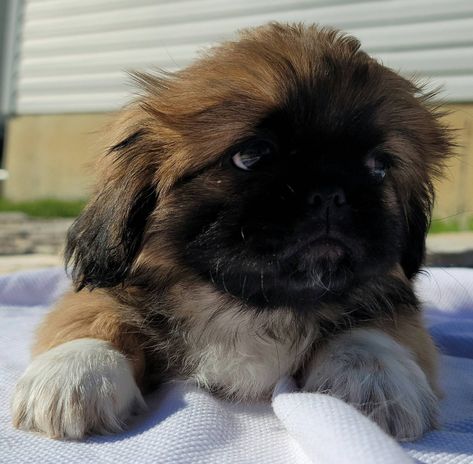 Peek puppies for sale Pekingese Puppies For Sale, Irish Wolfhound Puppies, Pekingese Puppies, Toy Bulldog, Poodle Puppy Standard, Bull Terrier Puppy, Australian Shepherd Puppies, Silky Terrier, Brussels Griffon