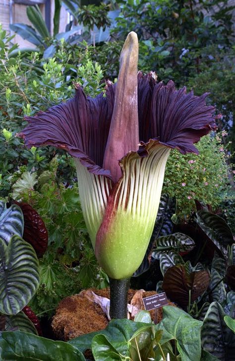 Corpse flower | Corpse flower | Think twice Amorphophallus Titanum, Titan Arum, Corpse Flower, Smelling Flowers, Strange Flowers, Tall Flowers, Unusual Plants, Unusual Flowers, Rare Flowers