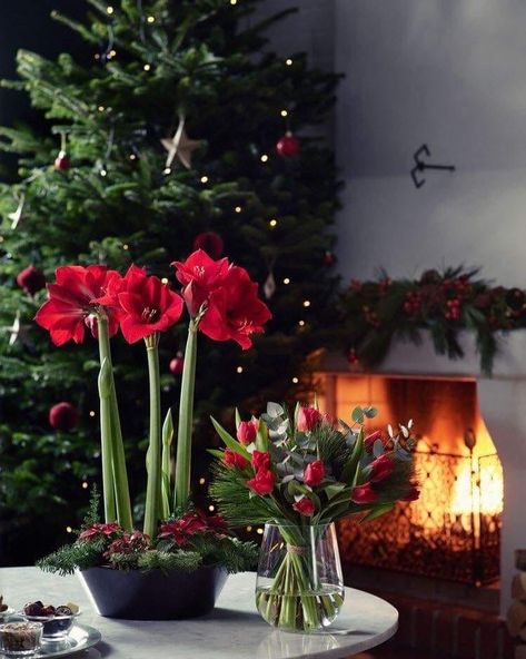 Christmas Amaryllis Arrangements, Amaryllis Christmas Arrangements, Amaryllis Arrangement Christmas, Christmas Amaryllis, Amaryllis Arrangement, Amaryllis Christmas, Bulb Planting, Market Display, Christmas Tree Branches