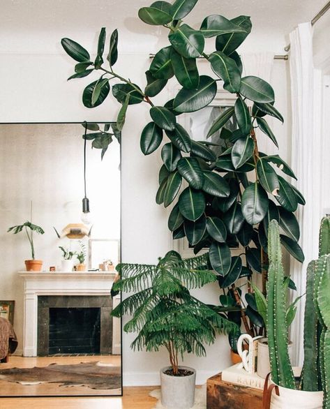 ficus elastica, araucaria heterophylla, euphorbia abyssinica Plant Obsession, Plant Goals, Ficus Elastica, Rubber Plant, Patio Garden Design, Interior Plants, Pergola Designs, House Plants Indoor, Foliage Plants