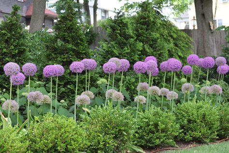 Whimsical Alliums set against a row of Boxwoods. Design by Amy Martin. Allium And Boxwood, Raised Flower Bed Ideas, Marble Background Iphone, Allium Garden, Raised Flower Bed, Message Wallpaper, Wall Beds, Raised Flower Beds, Positive Wallpapers