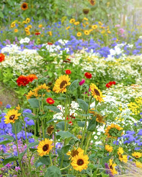 what is chaos gardening Garden With Sunflowers, Cottage Garden Plan, Cottage Garden Ideas, Cottage Summer, Garden Flowers Perennials, Evergreen Garden, Cottage Rose, Flower Cottage, Zinnia Flowers