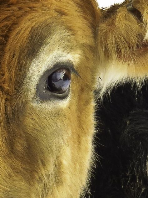 Cow Eyes, Cow Paintings, Animals To Paint, Country Cow, Cow Photos, Out In The Country, I Love Cows, Animal Eyes, Jersey Cow