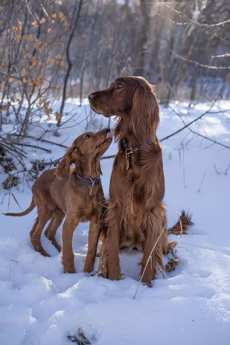 Spring Creek Irish Setters Irish Setter Aesthetic, Picardy Spaniel, Irish Setter Puppy, Setter Puppies, Irish Red Setter, Red Setter, English Setters, Irish Setter Dogs, Irish Setters