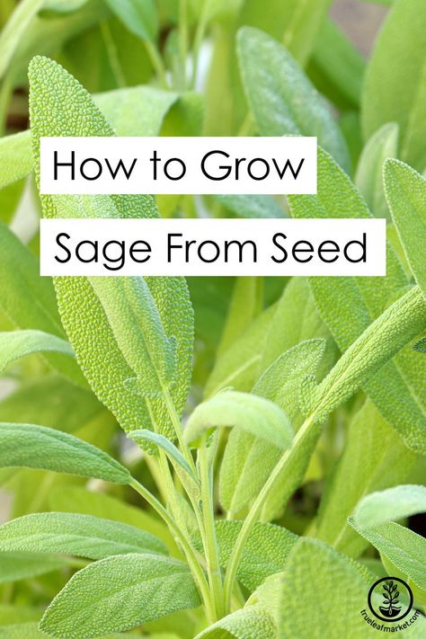 Close up of sage. Growing Sage From Seed, How To Grow Sage, Starting Herbs From Seeds, Grow Sage, Storing Seeds, Backyard Raised Garden, Growing Sage, Sage Herb, Lavender And Rosemary