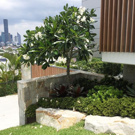 Frangipani broad leaf version  With mass under planting  River front at side boundary Frangipani Garden, California Garden Design, Balcony Plants, Rock Garden Landscaping, Garden Design Ideas, Big Garden, Front Yard Garden, Garden Landscape Design, Small Space Gardening