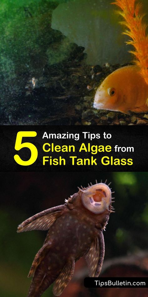 Green spot algae growth or brown alga particles make your aquarium glass appear dirty. Keep your tank clean and avoid overgrowth of aquarium algae with simple methods. Algae eater fish clean the glass and aquarium rocks and white vinegar remove stubborn algae. #remove #algae #fish #tank #glass Clean Fish Tank, Tank Cleaning Fish, How To Keep Fish Tank Water Clear, Self Cleaning Fish Tank, Green Algae In Fish Tank, Cool Fish Tank Decorations, Survival Knowledge, Fish Tank Cleaning, Aquarium Glass