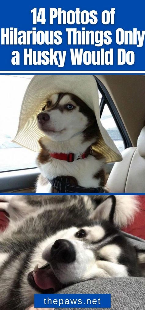 Huskies may act weird, but they make our life feel lighter! Here are 14 hilarious things only huskies would do. Husky Memes Funny, Husky Dogs Funny, Funny Husky Pictures, Pun Husky, Husky Jokes, Funny Huskies, Husky Quotes, Crazy Husky, Husky Humor