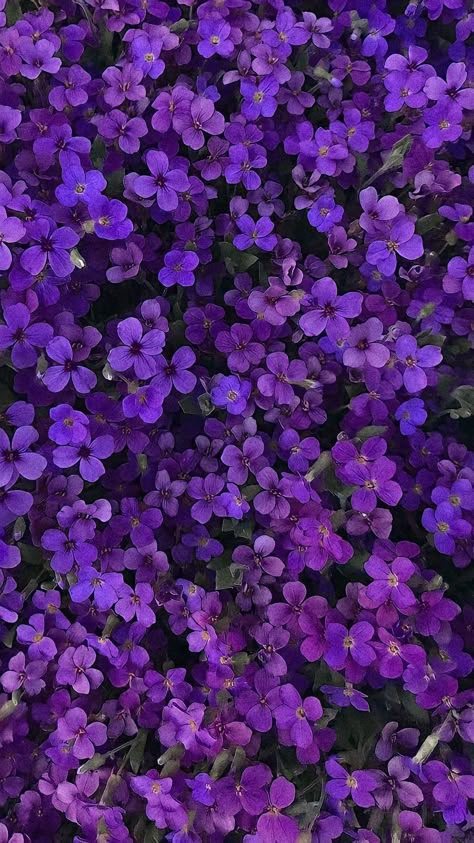 Purple Aesthetic Wall Collage Photos, Purple Flower Background, Safe Zone, Purple Flowers Wallpaper, Disney Princess Artwork, Cool Backgrounds Wallpapers, Purple Wallpaper Iphone, Wallpaper Photos, Photo Insta