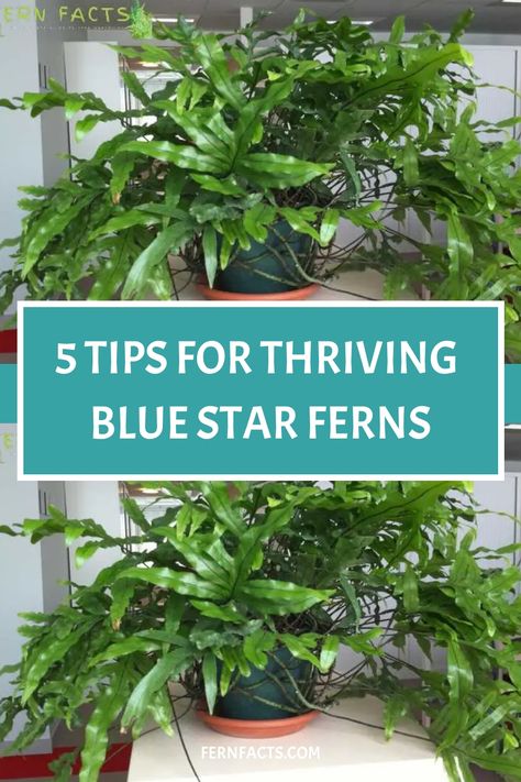 5 tips for thriving Blue Star Ferns. Caring For Ferns, Blue Star Fern, Fern Care, Indoor Ferns, Ferns Care, Fern Garden, Fern Tattoo, Unique Planters, Ferns Garden