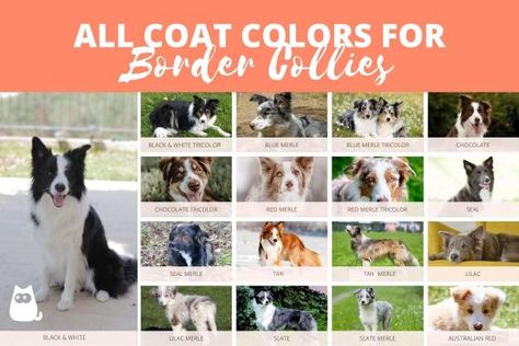 All Border Collie Colors, Patterns & Combinations - With Photos Blue Border Collie, Border Collie Merle, Red Merle Border Collie, Border Collie Colors, Red Border Collie, White Border Collie, Blue Eye Color, Border Collie Puppies, Border Collie Dog