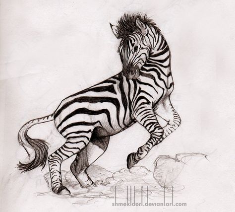 Zebra Drawing Reference, Zebra Drawing Sketches, Zebra Line Art, Zebra Sketch, Zebra Head Drawing, Bday Tattoo, Funny Zebra Drawing, Coocoo Clock, Tattoo Dream