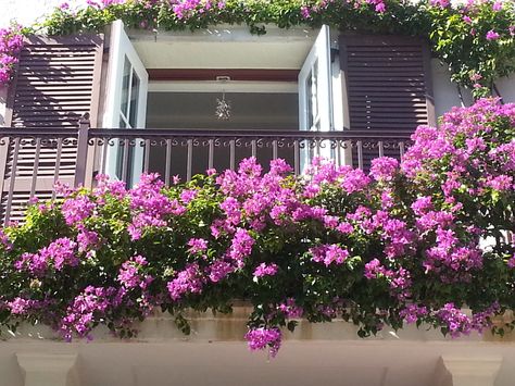 Bougainvillea covered balcony at Citrus Square Bougainvillea Apartment Balcony, Bougainvillea In Balcony, Balcony Bougainvillea, Bougainvillea Balcony, Balcony Railings, Flower Containers, House With Balcony, Covered Balcony, House Balcony