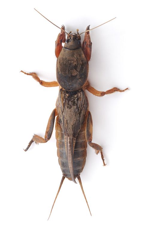 Gryllotalpa gryllotalpidae Mole Cricket, Cool Bugs, Wild Kingdom, Wild Creatures, Arthropods, Arachnids, Bugs And Insects, Weird Animals, Beetles