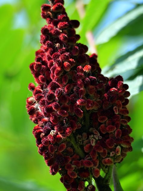 Sumac seeds by John Grotz Sumac Plant, Sumac Tree, Plant Benefits, Rainbow Order, Paint Night, Red Peppercorn, Wild Flowers, White Background, Seeds