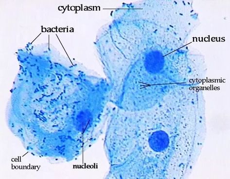 Cell Under Microscope, Cells Under Microscope, Apologia Biology, Bio Lab, Blue Aquarium, Lab Image, Under Microscope, Methylene Blue, Plant Cell