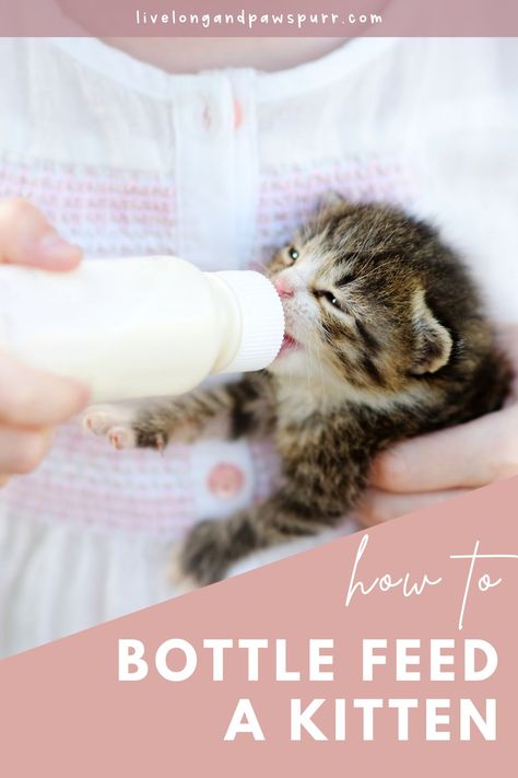 Neonatal Kitten Care, Bottle Feeding Kittens, Bottle Feeding Newborn, Feeding Kittens, Cat Questions, Kitten Formula, Cat Behavior Facts, Cat Advice, Newborn Kittens