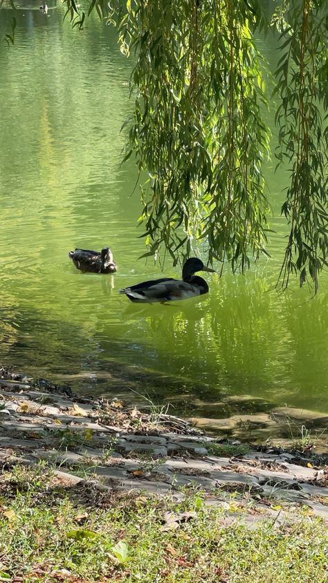 Duck Photography Nature, Green Duck Wallpaper, Mallard Duck Wallpaper, Ducks In Pond, Duck Photography, Duck In Water, Lake Animals, Duck Wallpaper, Duck Photo