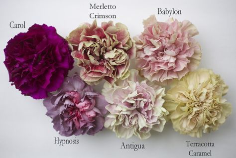 Antique Carnation Collection by Florabundance; Carol, Merletto Crimson, Babylon, Hypnosis, Antigua, Terracotta Caramel