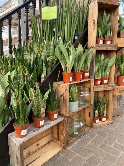 Plant Coffee Bar, Nursery Plants Greenhouses, Retail Greenhouse Display Ideas, Plant Boutique Ideas, Farmers Market Plant Display, Plant Market Stall, Plant Sale Display, Plant Shop Display, Plant Shop Ideas