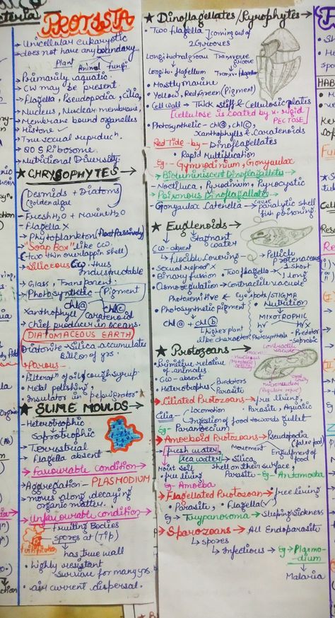 Biological Classification Short Notes, Biological Classification Notes, Biological Classification, Biology Class 11, Neet Biology, Neet Preparation, Nuclear Membrane, Bio Notes, Neet Notes