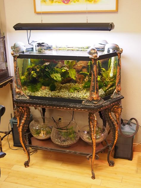 vintage aquarium & fishbowls Antique Aquarium, Aquarium Museum, Vintage Aquarium, Estilo Kitsch, Mermaid Tank, Amazing Aquariums, Cool Fish Tanks, Aquarium Stand, Fish Tank Ideas