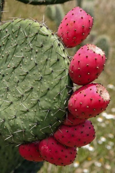 Edible Cactus, Cactus Backgrounds, Cactus Paintings, Cactus Planta, Strange Flowers, Blooming Cactus, Beautiful Fruits, Cactus Flowers, Plant Cuttings