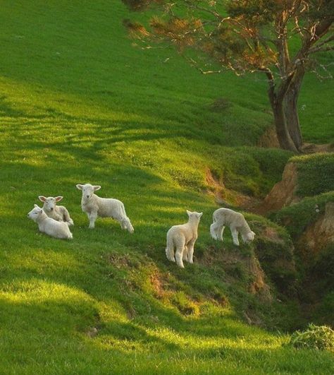 300 X 300 Images Aesthetic, Spring Lambs, Cute Backgrounds, Cute Creatures, The Grass, Nature Aesthetic, Cute Little Animals, Green Aesthetic, 귀여운 동물