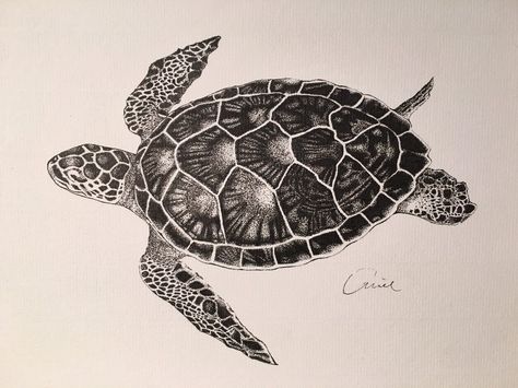 Hawksbill Turtle Drawing, Hawksbill Sea Turtle Drawing, Hawksbill Sea Turtle Tattoo, Turtle Shell Tattoo, Guam Tattoo, Tortoise Tattoo, Energy Tattoo, Sea Turtle Drawing, Draw Tattoo