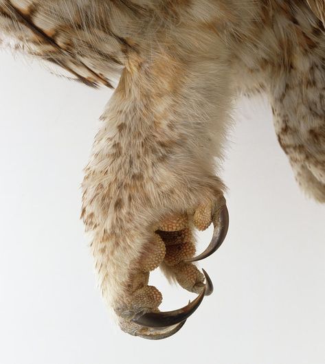 Owl Anatomy, Owl Talons Reference, The Owl House Aesthetic, Owl Creature, Owl Oc, Owl Wing Anatomy, Owl Aesthetic, Owl Refrences, Owl Reference Photography