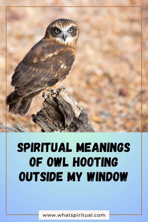 10 Spiritual Meanings of Owl Hooting Outside My Window 2 Owl Meaning Spiritual, Meaning Of Owls, Owl Meaning, Owl Hooting, Outside My Window, Depth Of Knowledge, Hoot Owl, Spiritual Messages, Spiritual Meaning