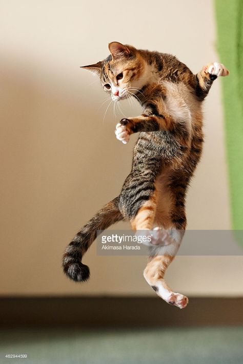 Jumping Cat, Cats Videos, Dancing Cat, Domestic Cat, Cute Kittens, Cats Meow, Beautiful Cats, 귀여운 동물, Crazy Cats