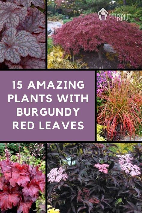 25 Amazing Plants with Burgundy Red Leaves. Learn to use plants & shrubs with burgundy leaves and foliage for a unique deep red landscape that stands out from the rest. #BurgundyPlants #RedPlants #Landscaping Red Leaf Plant, Purple Shrubs, Red Shrubs, Amazing Plants, Purple Door, Red Plants, Purple Plants, Purple Garden, Garden Planner