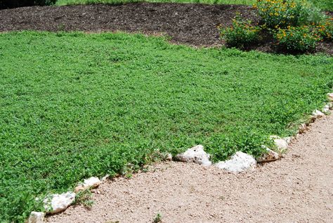 The frogfruit "lawn" I plugged 2.5 months ago, turned out to be a frogfruit and horseherb "lawn."  Thanks to all the rains this spring, we have complete coverage already!  Weeds are a problem, henc... Frogfruit Ground Cover, Grass Alternative, Grass Pavers, Garden Ground, Texas Plants, Texas Native Plants, Weatherford Texas, Lawn Turf, Lawn Alternatives