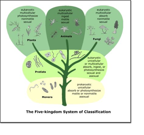 Whittaker2.gif (954×889) Kingdom Classification, Microscopic Algae, Personality Adjectives, Five Kingdoms, Phylogenetic Tree, Biology Lab, Classical Conversations Cycle 1, Micro Organisms, Biology Classroom