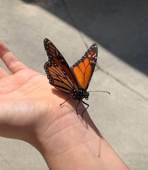 Bellacore Aesthetic Wallpaper, Butterfly Pictures Aesthetic, Ashleycore Aesthetic, Bellacore Aesthetic, Orange Aesthetic, Foto Ideas Instagram, Alam Yang Indah, Pretty Pictures, Mother Nature